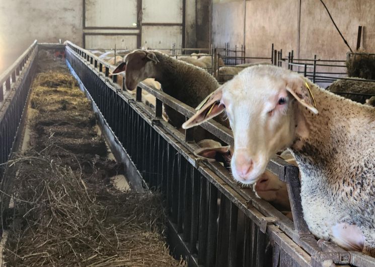 Visite de l'élevage de brebis de Fabien Blanc et dégustation de roquefort_Cadix