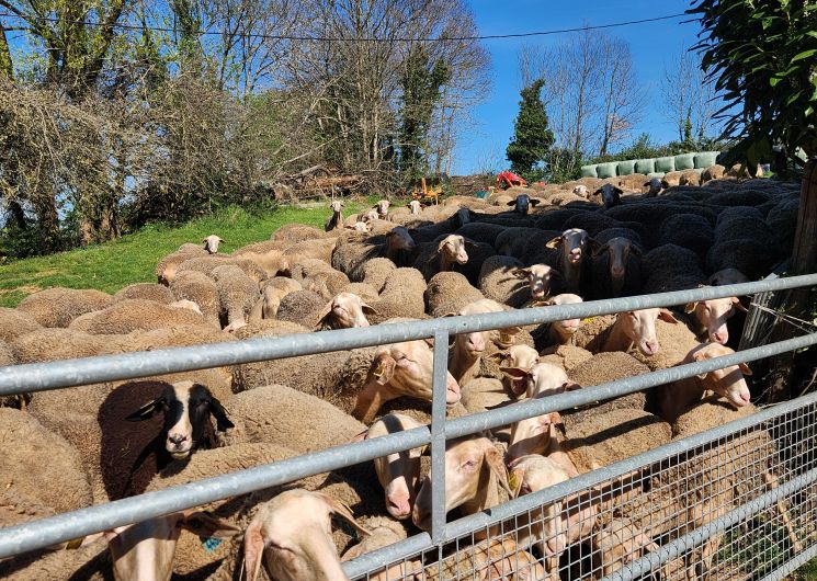 Visite de l'élevage de brebis de Fabien Blanc et dégustation de roquefort_Cadix