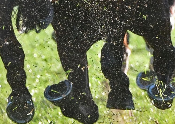 Courses Hippiques le 20 juillet 2026 à l'hippodrome de Cazaubon_Cazaubon