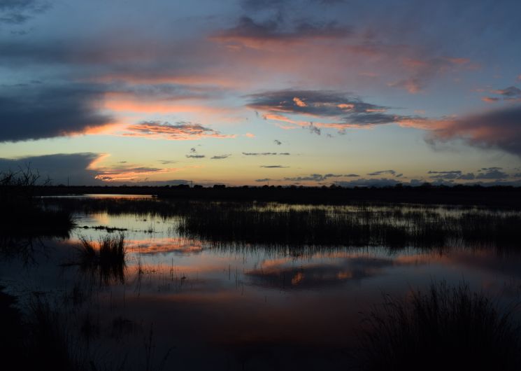 Marais de la Tour Carbonnière.