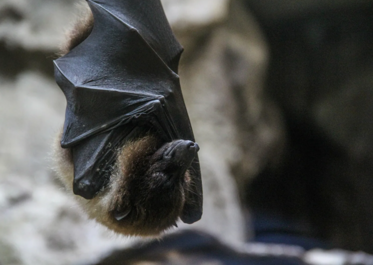 Exposition «Chauve-souris, une vie renversante»_Roquemaure