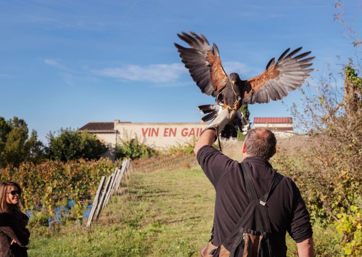 Vitirapace - Domaine du Moulin_Gaillac