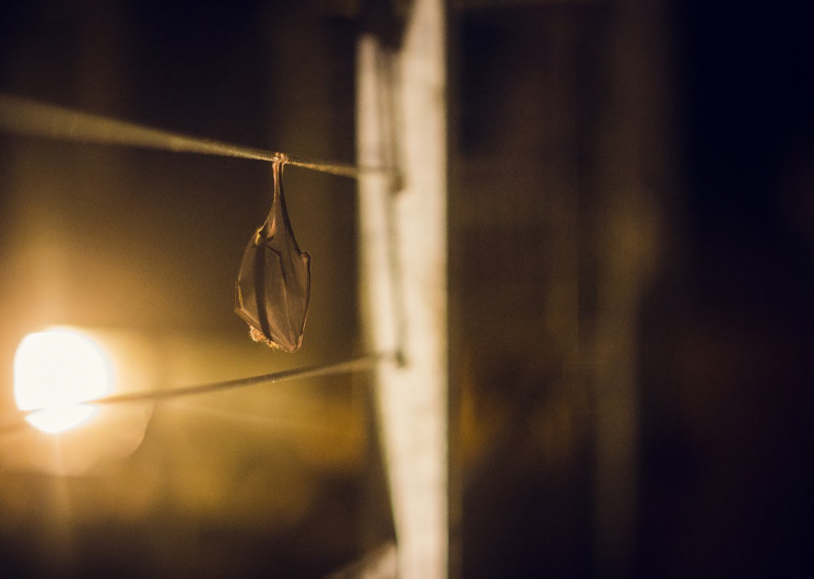 Nuit de la chauve-souris