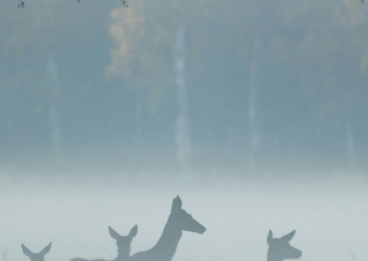 Randonnée à la demi-journée - Sur les traces des animaux_Concoules