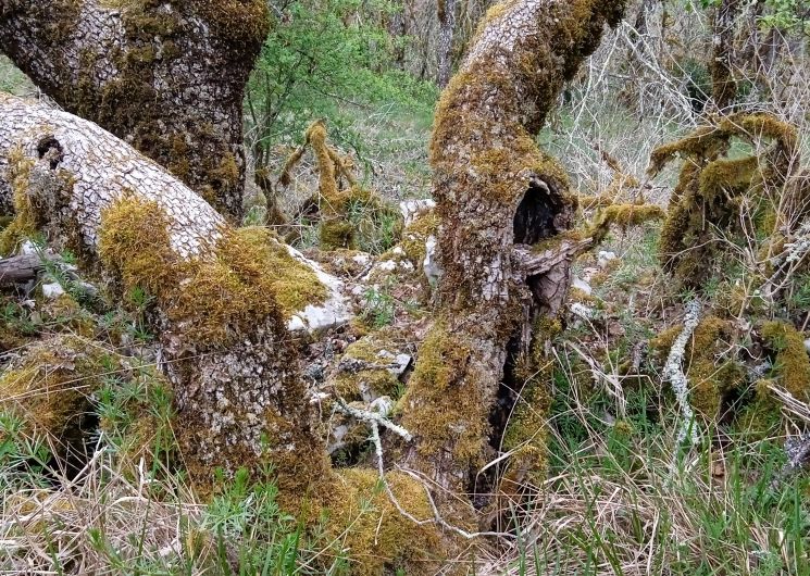 Balade naturaliste 