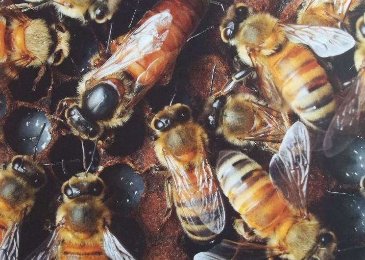 Portes Ouvertes à la Maison des Abeilles de Nègrepelisse_Nègrepelisse