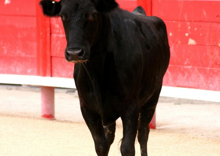 Course camarguaise - Ligue Occitanie_Remoulins