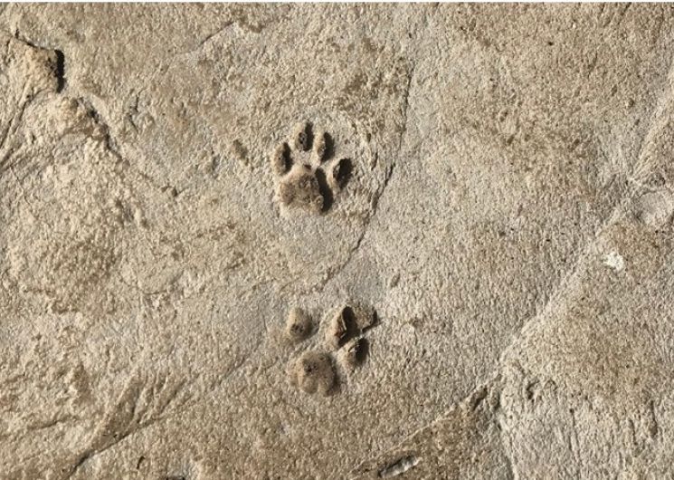 Traces et empreintes d’animaux_Gaillac