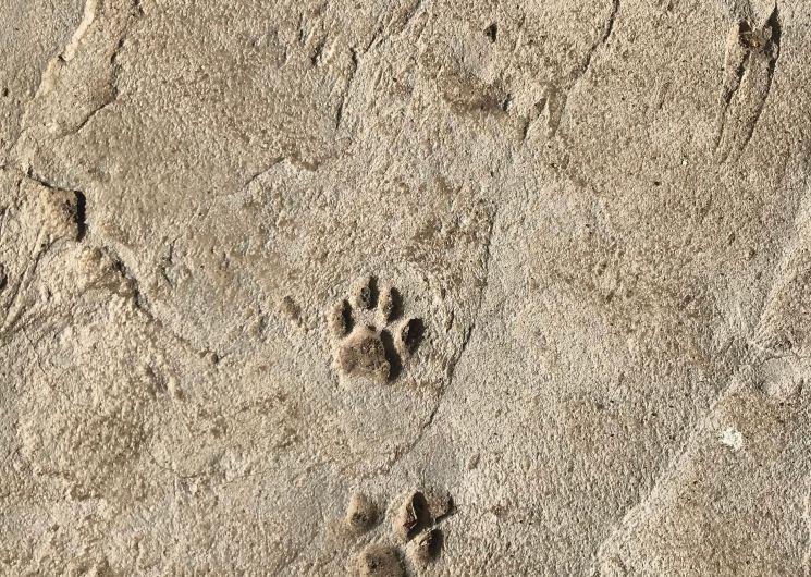 Empreintes d'animaux