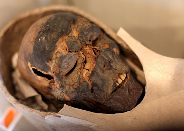 La momie du muséum