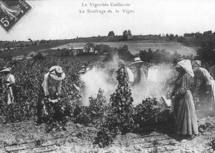 Photo ancienne du soufrage dans les vignes