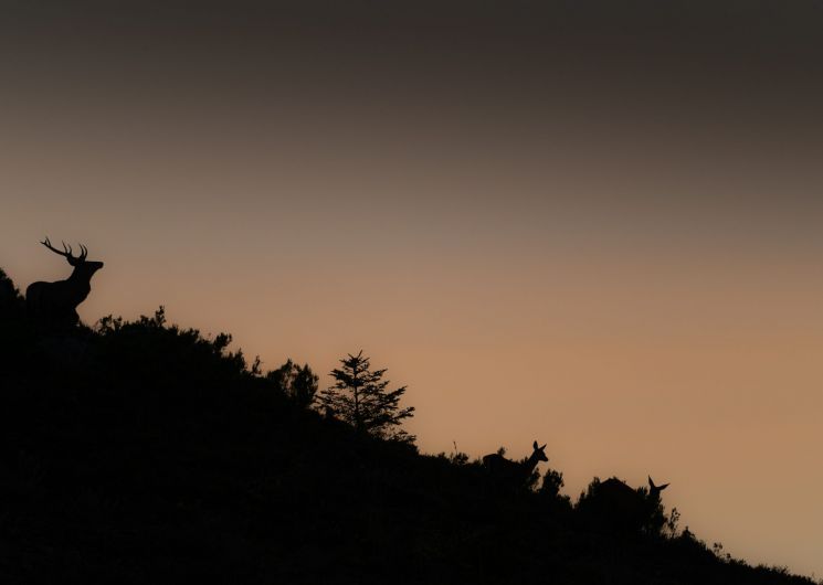 Sortie Photo brame du cerf_Foix