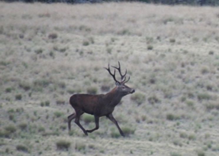 Cerf