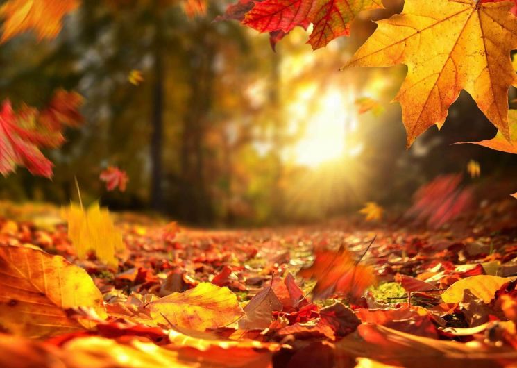Fête de l’automne