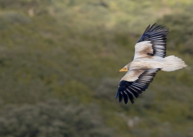 Balade - Rapaces et pastoralisme_Collias