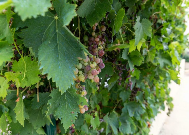 Balade vigneronne