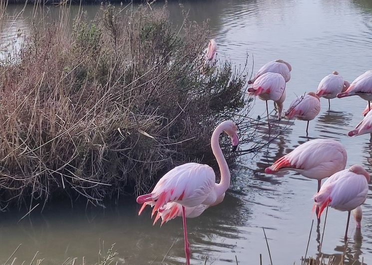 Flamands roses