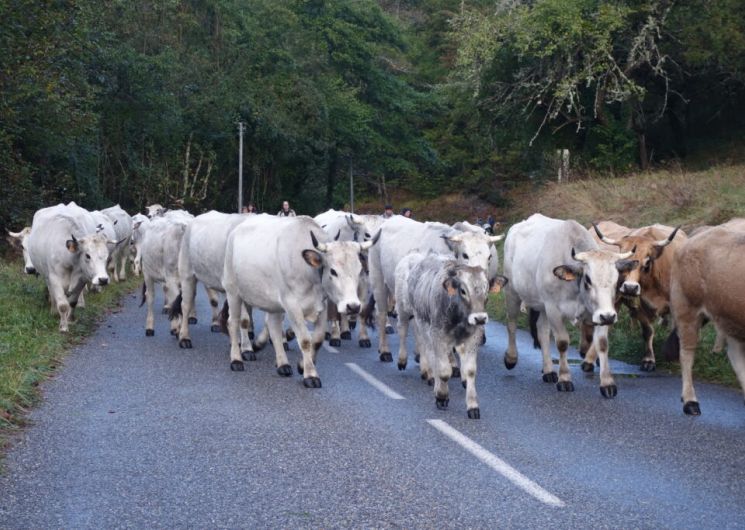 Dernière étape de la transhumance des vaches jusqu’au lac de Montbel_Montbel