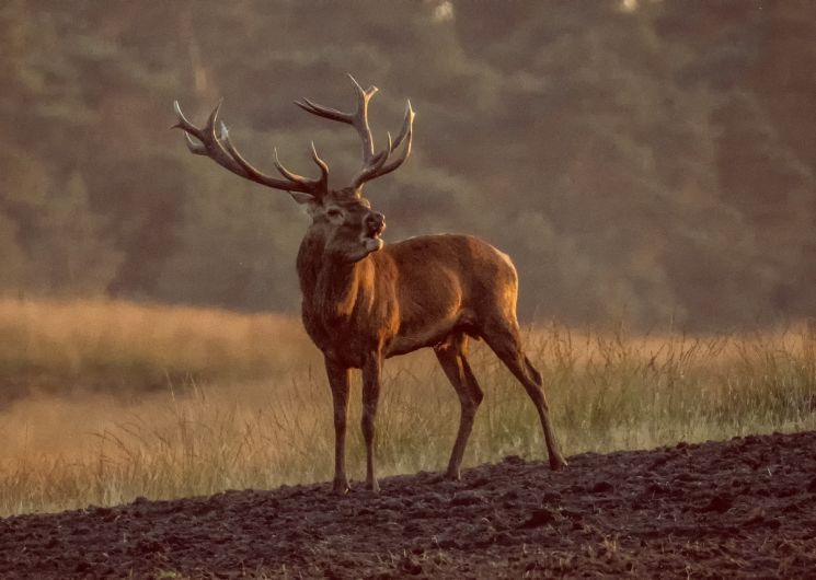 brame du cerf