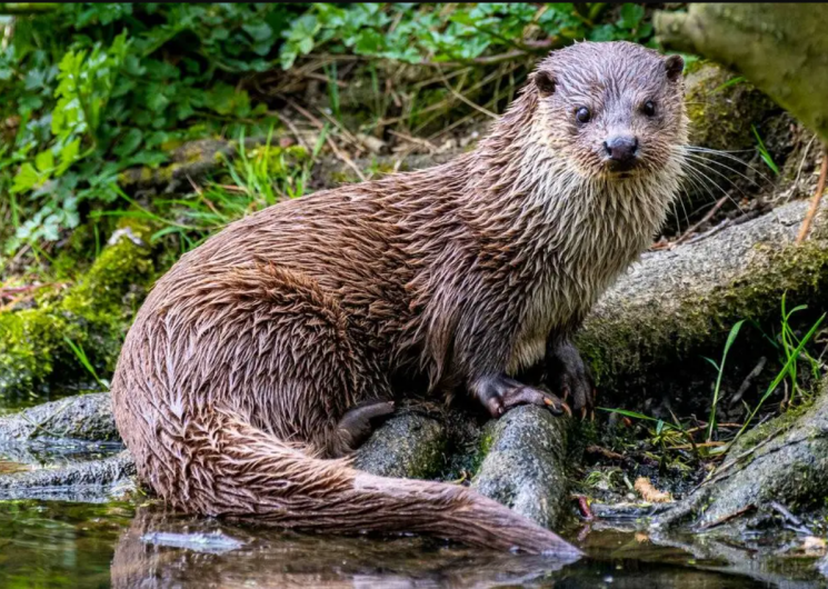 À la découverte de la loutre d'Europe à Laguépie_Laguépie
