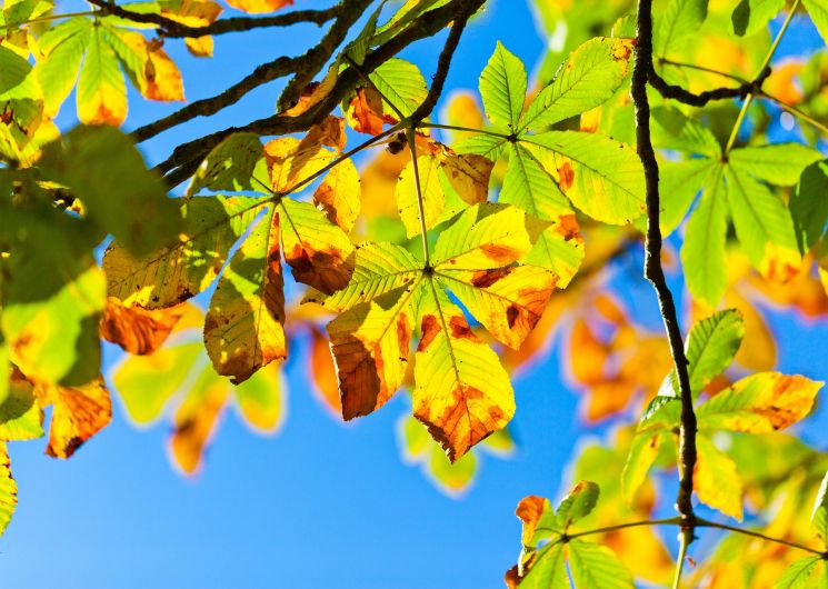 Balade intergénérationnelle - Les trésors de l'automne_Aigaliers