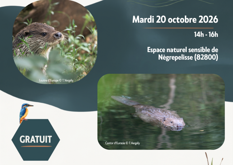 Balade d’observation : sur les traces du castor et de la loutre_Nègrepelisse