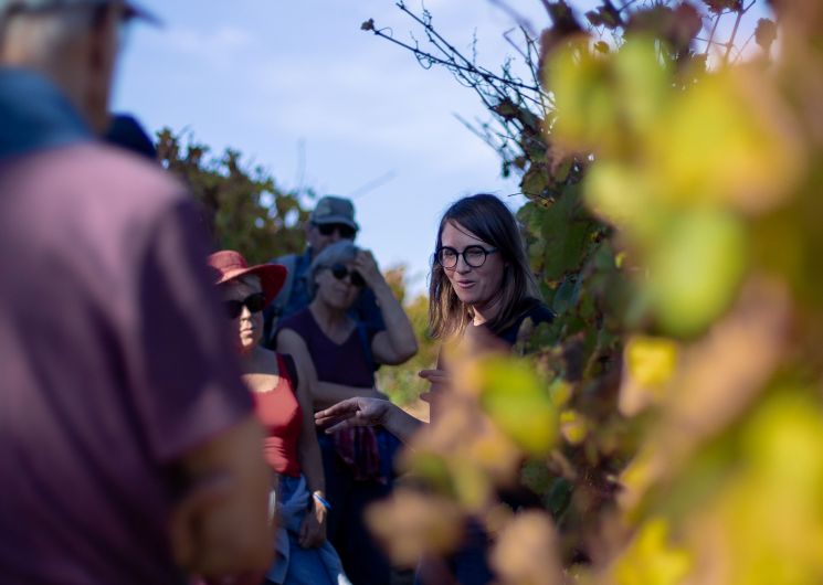Visite des vignes au domaine de Cantalauze - vins bio de Gaillac