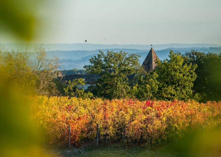 Les vignes en autome au domaine de Cantalauze - vins bio de Gaillac