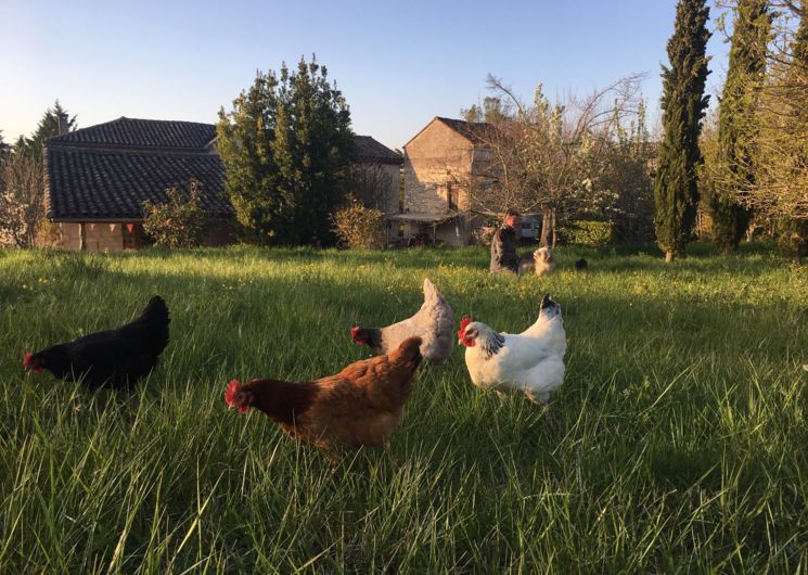 Les oeufs pour votre petit déjeuner