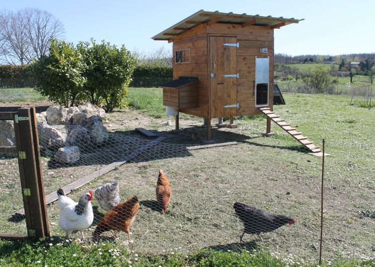 Nos poules
