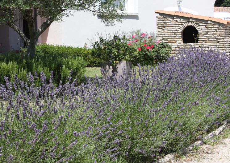 Gîte de l'Olivier_Aramon