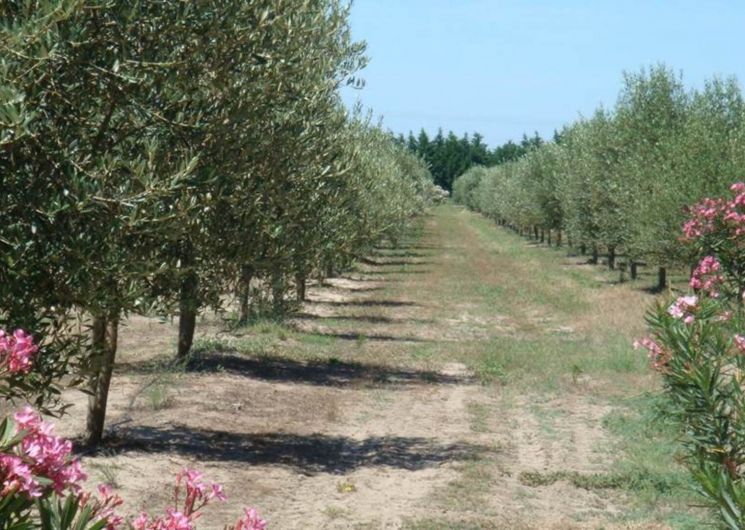 Gîte Bouteillan_Saint-Laurent-d'Aigouze