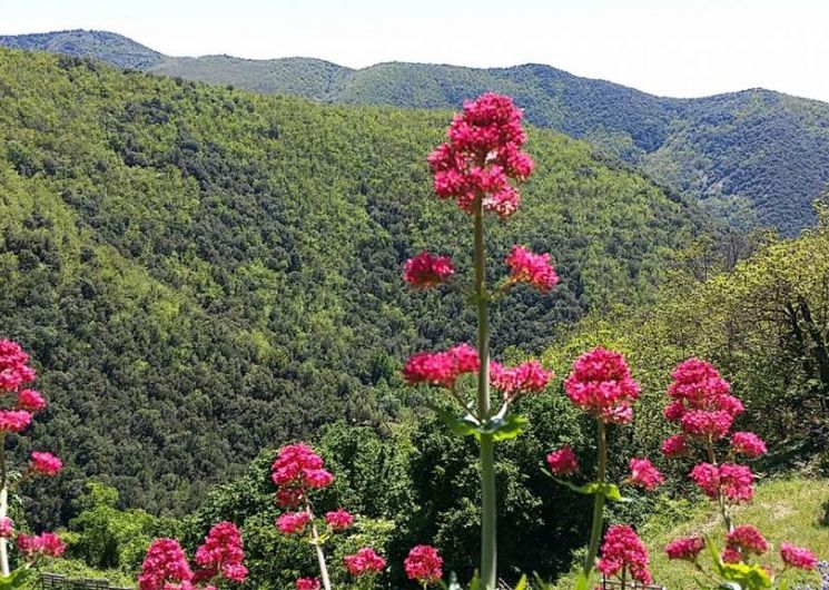 Gîte n°30G12913 – SAINT MARTIAL – location Gard