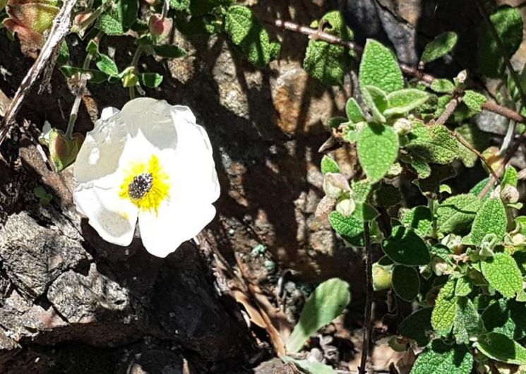 Gîte n°30G12913 – SAINT MARTIAL – location Gard