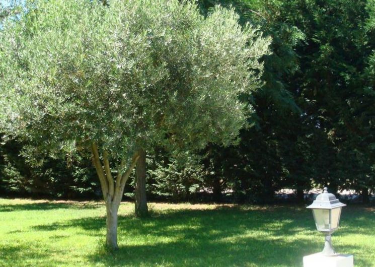 Gîte Lucques_Saint-Laurent-d'Aigouze