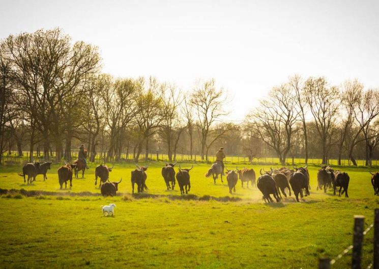 Gîte Le Moulin - Manade Agnel