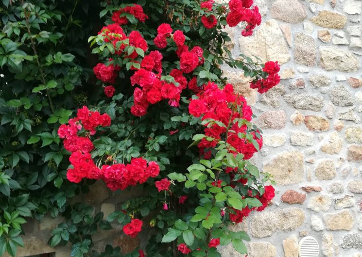 rosier sur la façade