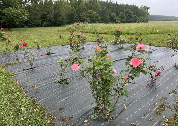 La Petite Maison Sermettou_Mazères