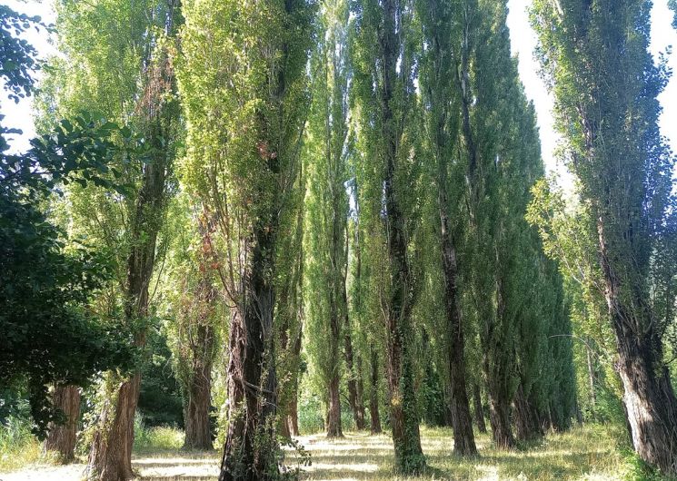 La Pompette_Molières-Cavaillac
