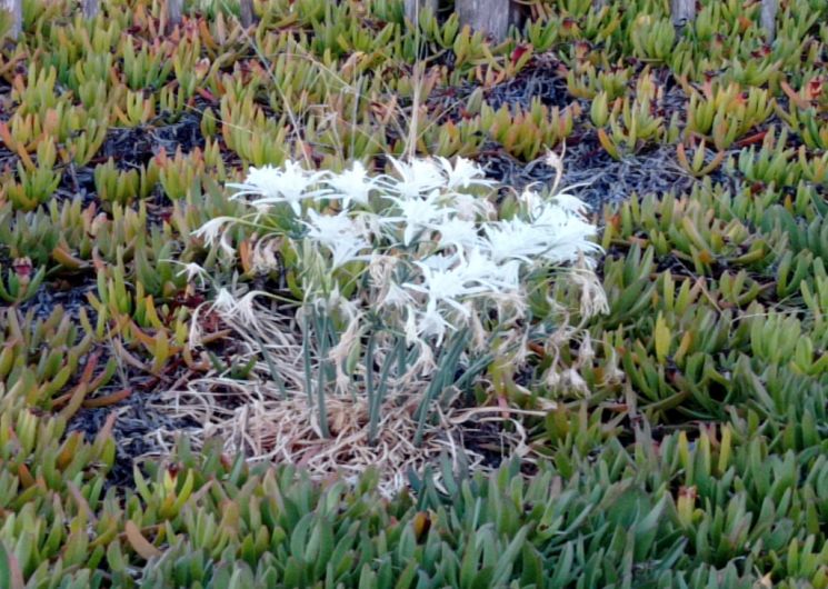 Appartement le Méditerranée Front de mer
