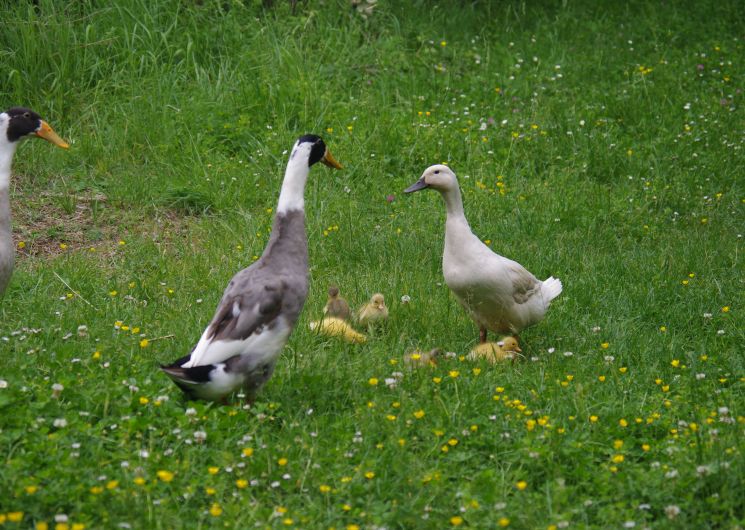 Petit gîte Le Grangé_Giscaro