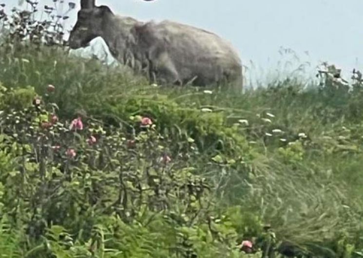 14-Transumance de printemps à Salau.jpg