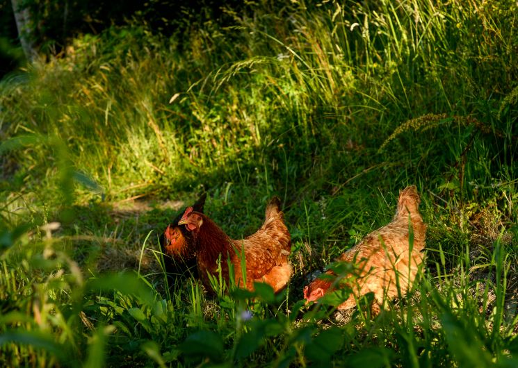 Les Poules au jardin de Juliette
