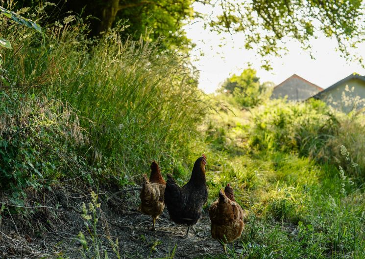 Les poules 