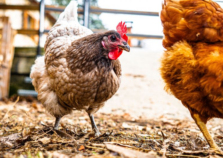 Gîte de l'ours et de la Belette 4 personnes_Saurat