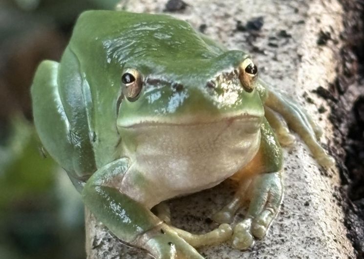 La Grenouille_Cazes-Mondenard