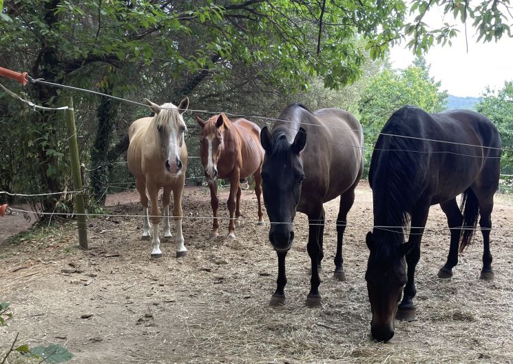 Les Poneys du Val d'Emeraude_Lasalle