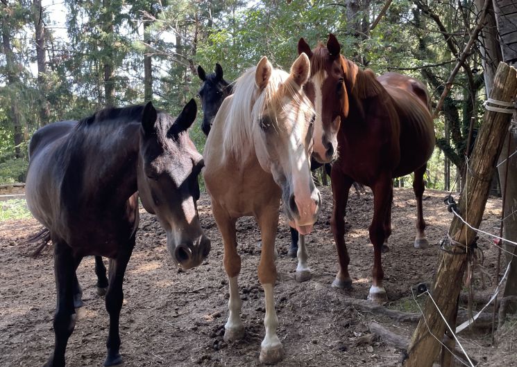 Les Poneys du Val d'Emeraude_Lasalle