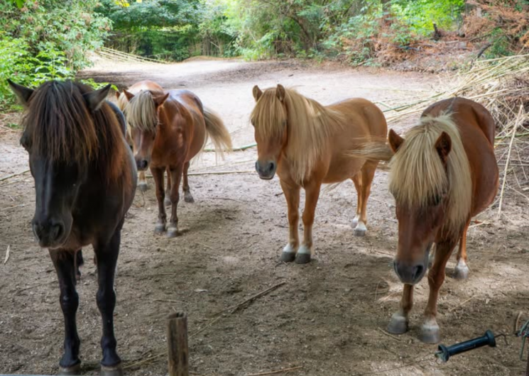 Les Poneys du Val d'Emeraude_Lasalle
