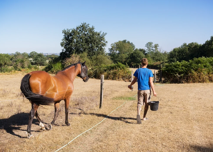 Balade cheval